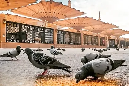Solo Umrah Package